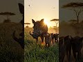 A Mother Warthog Will Risk Everything for Her Babies