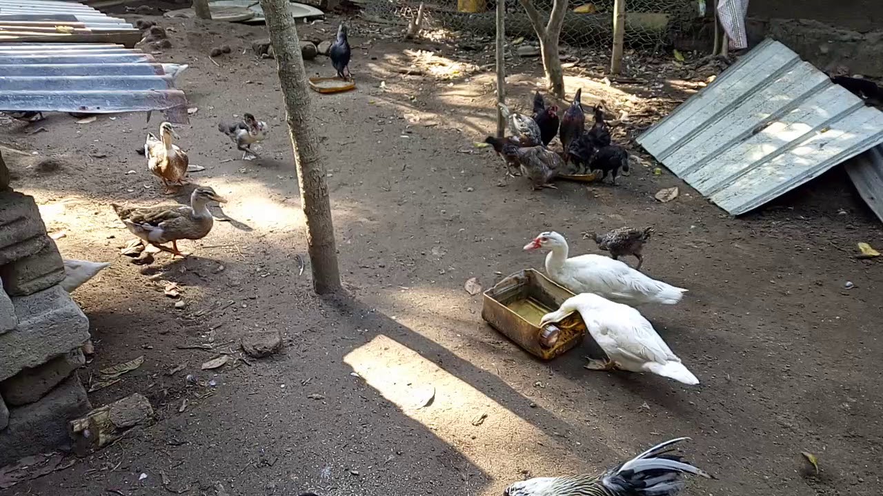 feeding ducks on ma backyard.. - YouTube