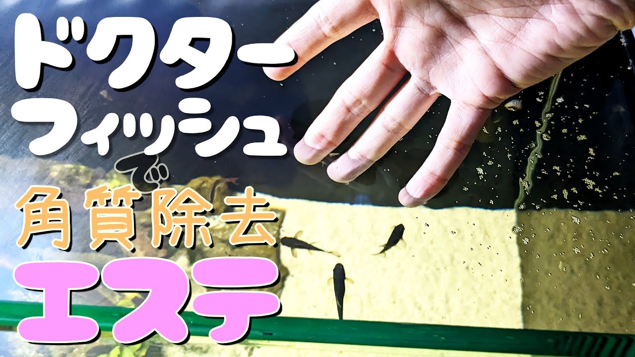 dr.フィッシュ ドクターフィッシュ - Wikipedia