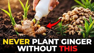 Never Plant Ginger Without This — For Large Fruits & More Ginger, Do This.