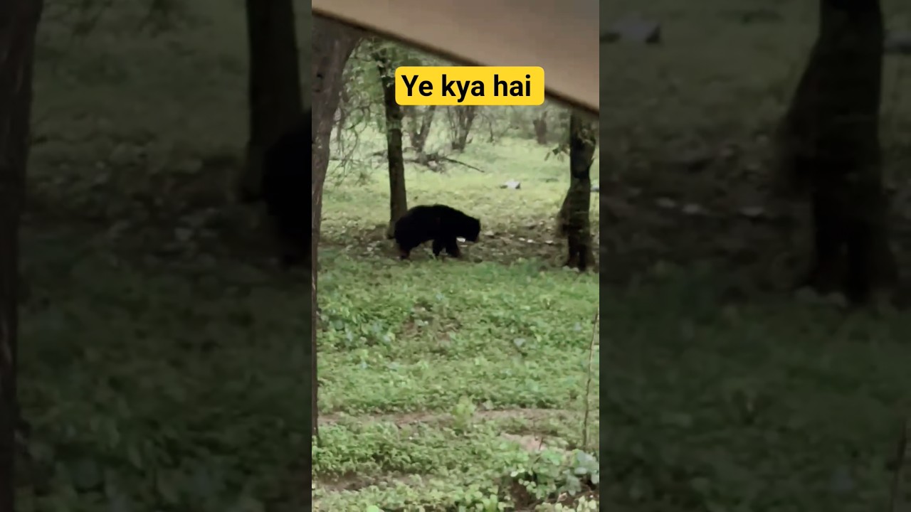 Bear in forest #@naturesbeauty450