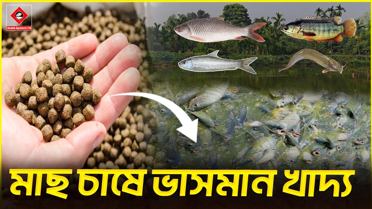 পুকুরে ভাসমান ফিড দেওয়ার নিয়ম || Shakib AGRO || মাছের ভাসমান ফিড || মাছ চাষে ভাসমান খাদ্য