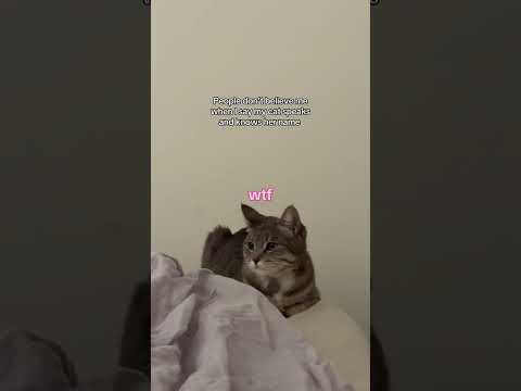 She gets a little spicy at the end 🐱 #cat #speaking #smart #lilybeanrai