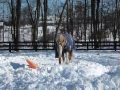 Goldie at War with the Snow Mound!