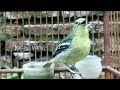 Pancingan Sirtu Atau Cipoh Paling Handal Sukses Bikin Cepat Gacor Mp3 - Mp4 Download