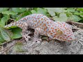 Tắc ke tắm năng gecko bebek tokek 