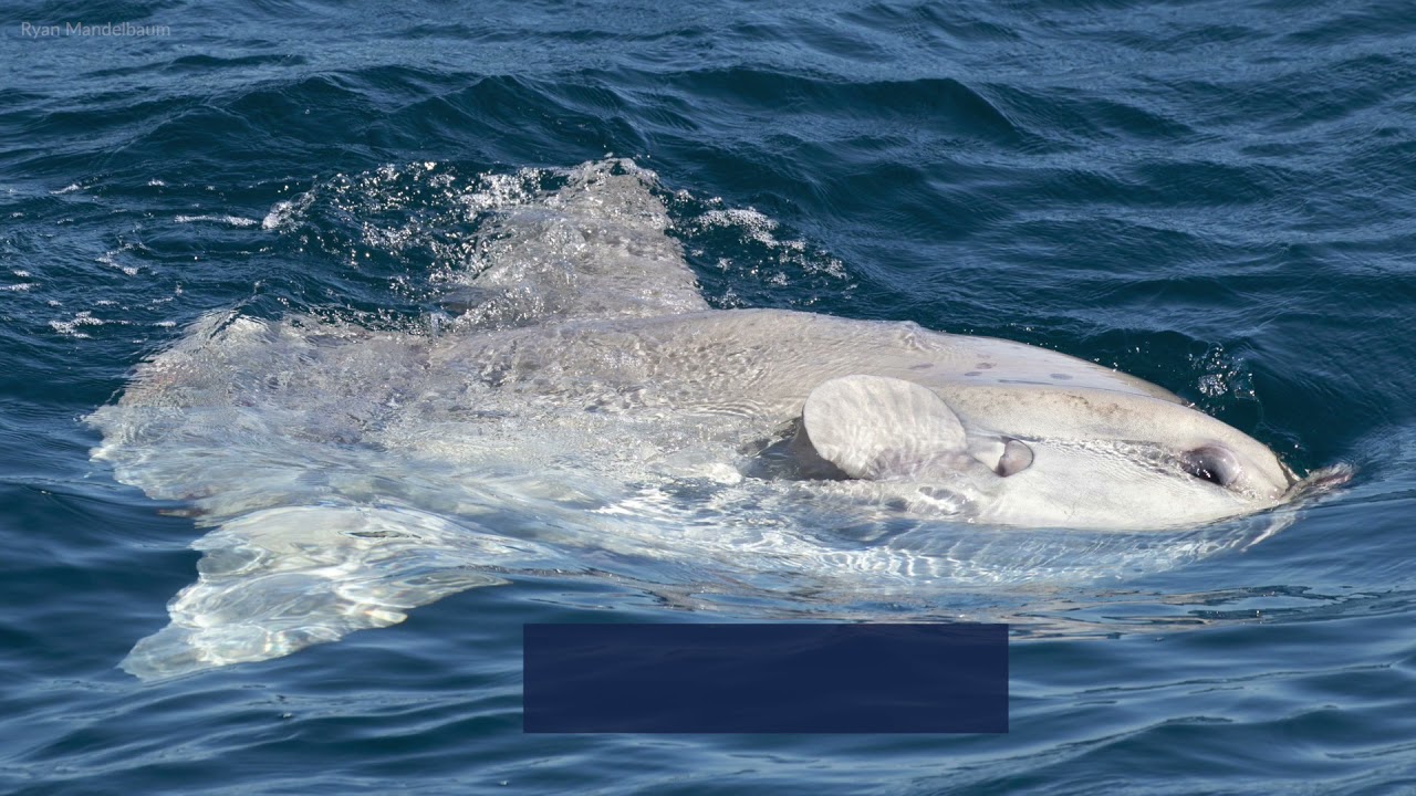 Watch, Sunfish are the largest bony fish in the world