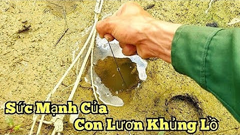 Câu lươn sông_Con lươn ở thế khó cho đến khi hang lươn phải phá bỏ_tập279//giant rive eel fishing