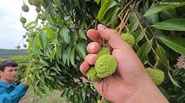 VẢI THANH HÀ BỊ CHÀM VÀNG NHIỀU THẾ I NÚI ĐỒI LỤC NGẠN