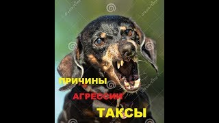 АГРЕССИЯ таксы. Причины. Дрессировка. Новосибирск. АГРЕССИЯ таксы. Причины. Дрессировка. Новосибирск.