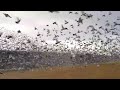 Millions of racing pigeon release in portugal