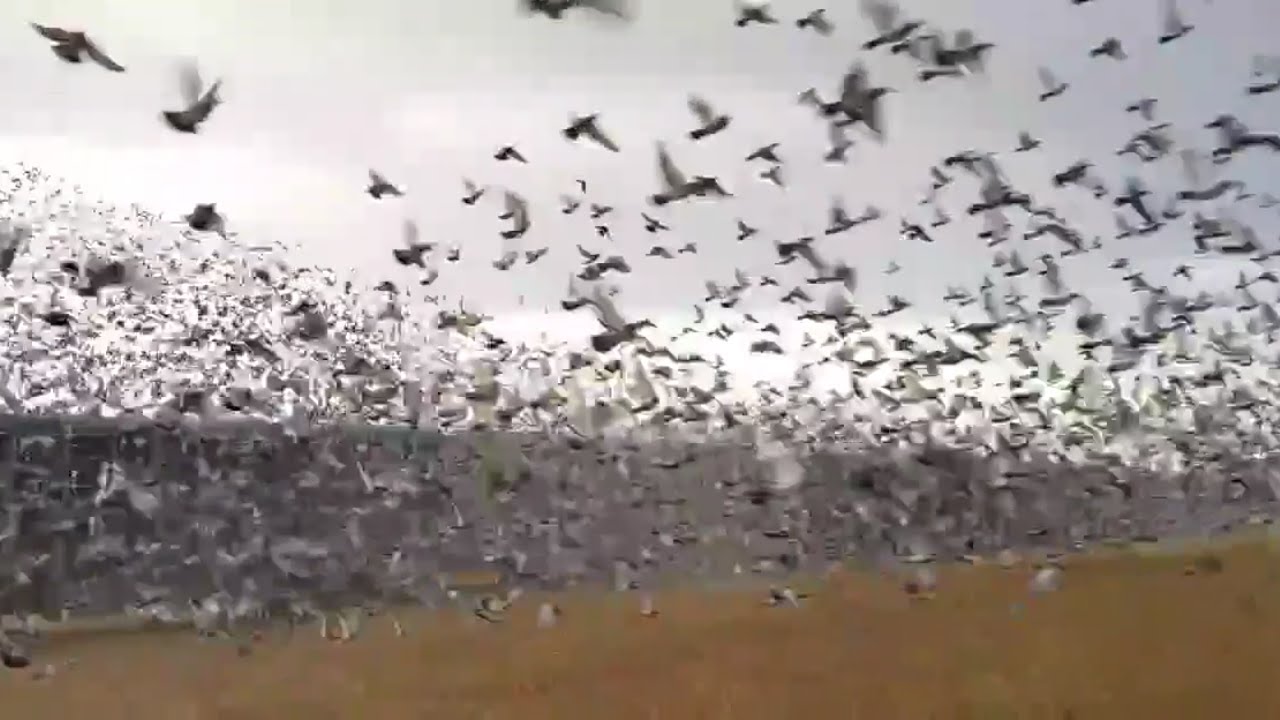 MILLIONS OF RACING PIGEON RELEASE IN PORTUGAL YouTube