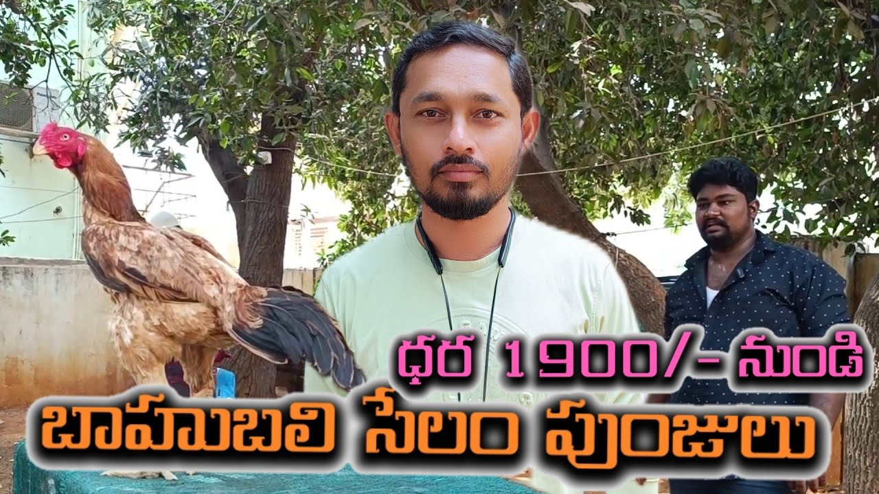 సేలం పుంజులు @ S K N Vlogs 
