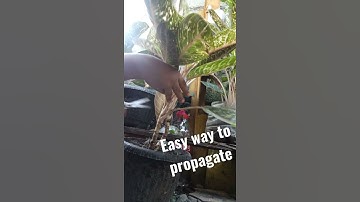 EASIEST WAY HOW TO PROPAGATE AGLAONEMA PLANTS / DONYA CARMEN AGLAONEMA #Shorts #Aglaonema #EasyWay
