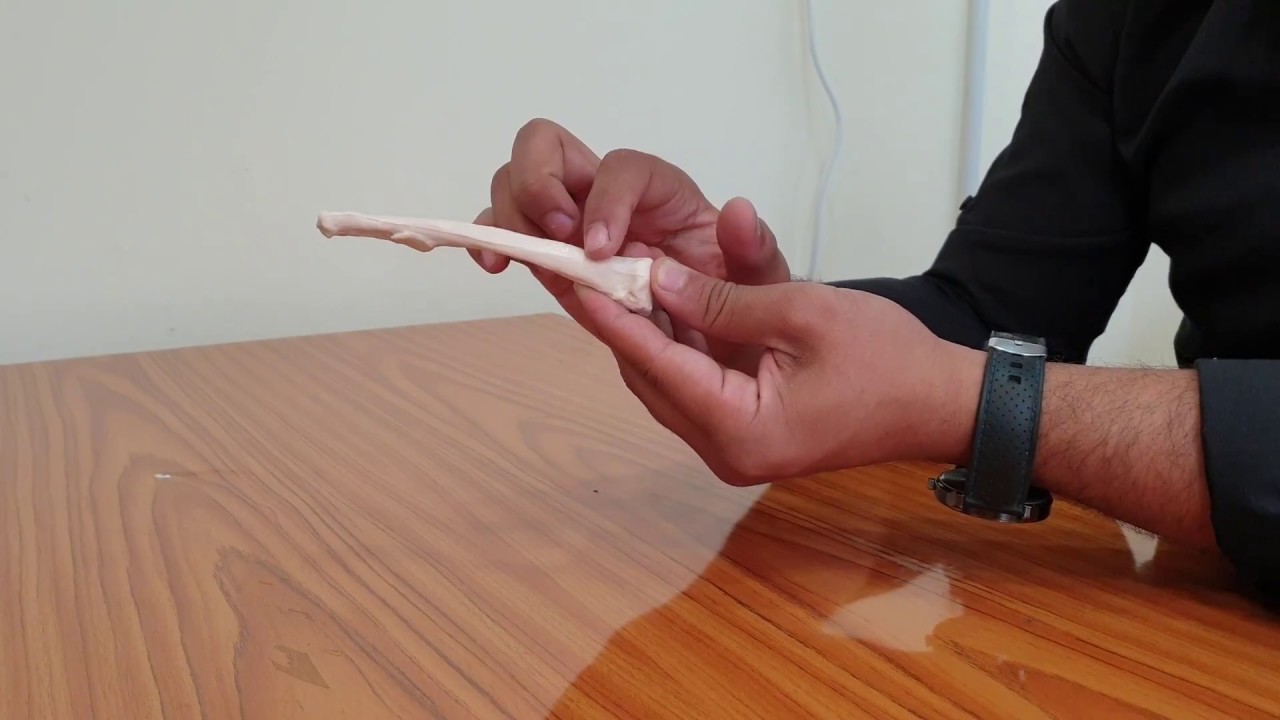 Anatomy Lab, Upper limb, Clavicle - YouTube