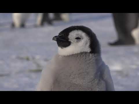 KEHIDUPAN PINGUIN DI DAERAH KUTUB