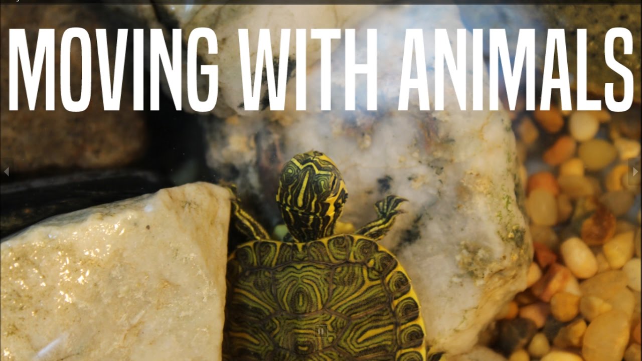 experience regina The Process of Moving with Animals