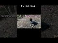 【切り抜き】猟犬の声に腰抜かす柴犬