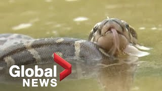 27 Python Hatchlings Released In India By Wildlife Officials