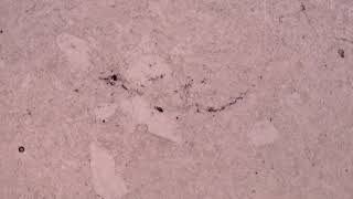 Gypsum, var. Rock, Plane Polars