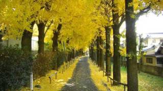 mor ve ötesi sonbahar , başı bozuk great song