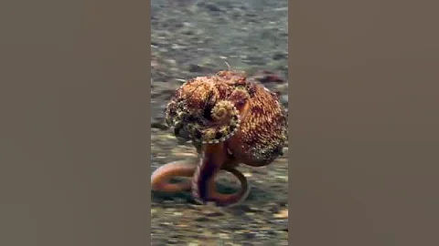 Running Octopus #shorts