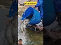 ย้ายบ่อปลา#shorts #youtubeshorts #shortvideo #short #viral #viralvideo #ytshort #ปลา #fishing #viral