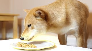 dog eating cheerios for 73 seconds.