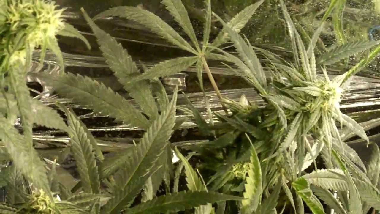 UK CHEESE FLOWERING WEEK 4 UPDATE