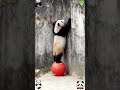 Master of mischief #panda #cute #viral #trending