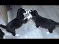 PUPPIES ON A NEW LITTER / ВЕЛИКАН СНОВА ВСЁ ИСПОРТИЛ