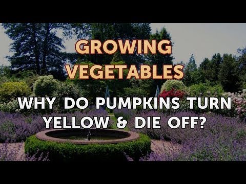 Why Do Pumpkins Turn Yellow & Die Off?