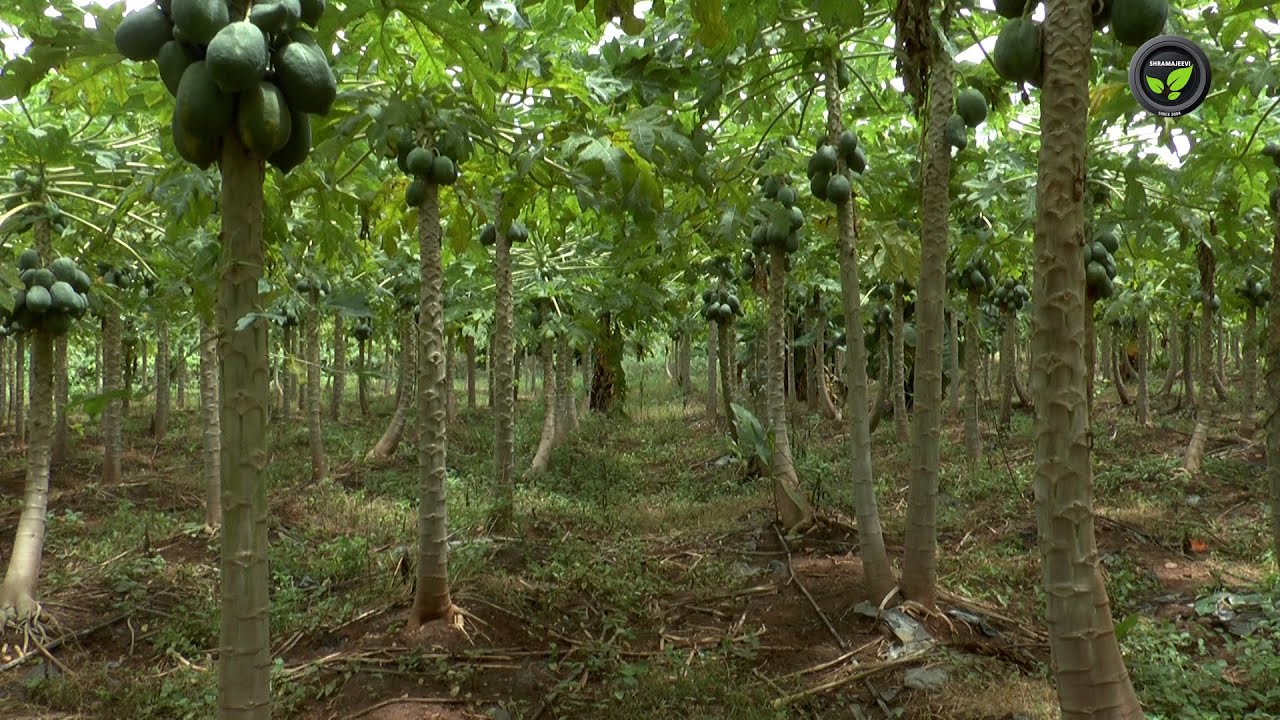 ನಂಬರ್ 15 ಬೇಡವೆಂದು ರೆಡ್ ಲೇಡಿ ಹಿಂದೆ ಹೋದ ಪಪಾಯ ರೈತ - ಶ್ರಿ ದೊರೆಸ್ವಾಮಿ | Cultivation of Red lady papaya