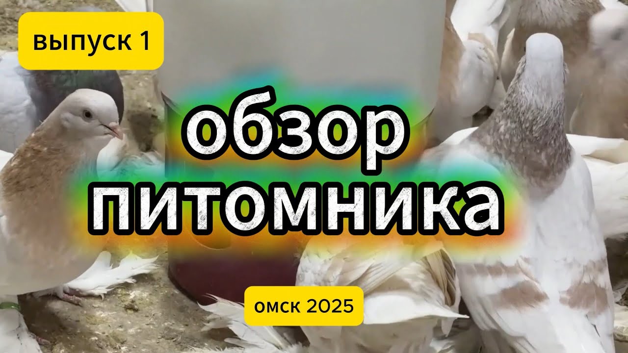 Голубиная усадьба.Обзор питомника.