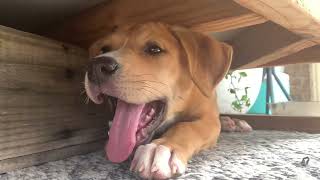 Nellie playing under the outdoor couch