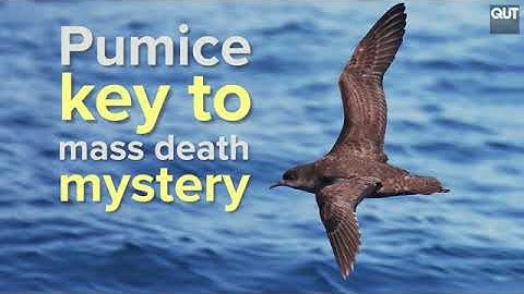 The key to solving seabird mass death mystery