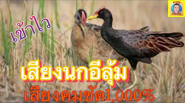 เสียงนกอีลุ้ม คมชัดเข้าไว1,000%ไม่มีโฆษณา