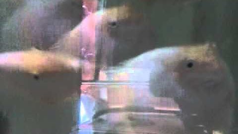 Cá Dĩa Bạch Ngọc size 12