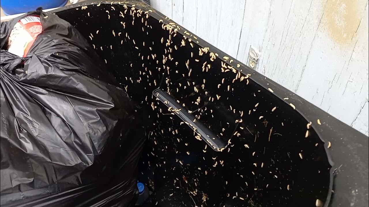 Maggots in The Trash Can YouTube
