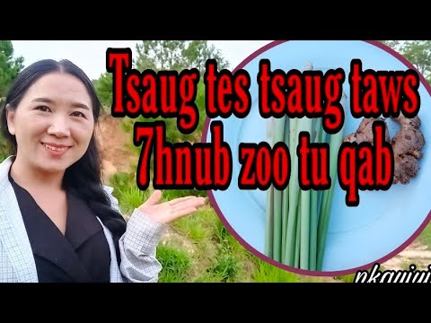 Video: Tsaug Tes