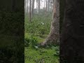 *Rare sightings* A white deer  was spotted today atWayanad Wildlife Sanctuary in Kerala.