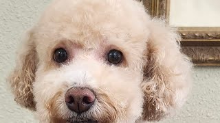 A real puffafluff named Lucy