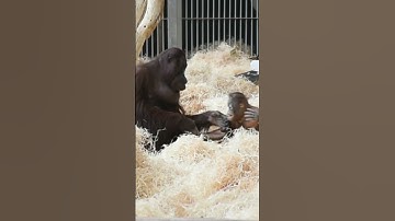 Funny Baby Orangutan