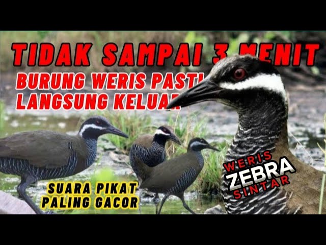 Suara Pikat Burung Weris Zebra - Sintar Ladang‼️ Paling Gacor. Biasa Dipakai Sniper Kokang Berburu. class=