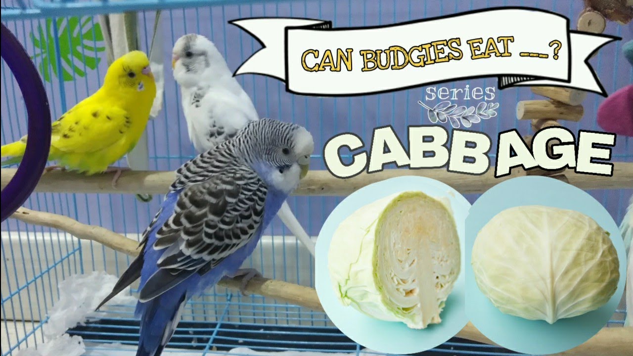 Can Parrots Eat Cabbage? Surprising Facts Revealed