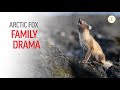 PHOTOGRAPHING ARCTIC FOX FAMILY DRAMA