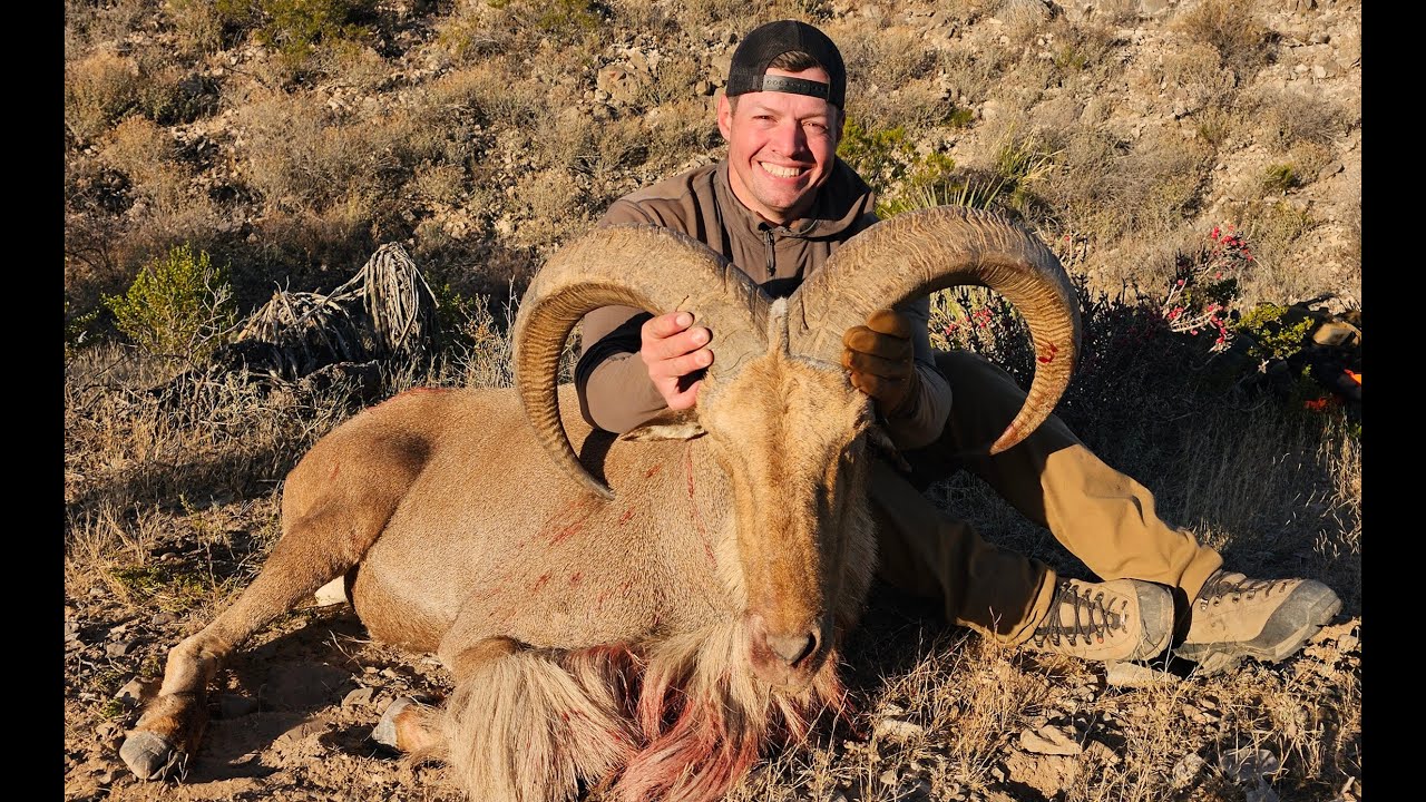 New Mexico Aoudad 33.5"x34" (2025 Public)