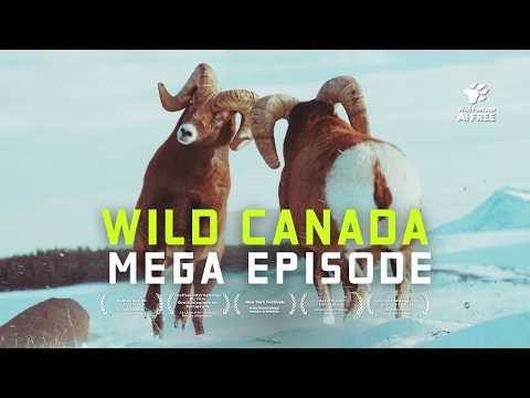 Wild Canada: A Natural History | 4K Nature Documentary