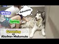 Grooming an Alaskan Malamute Winter to Spring | Brush Bath Blowdry