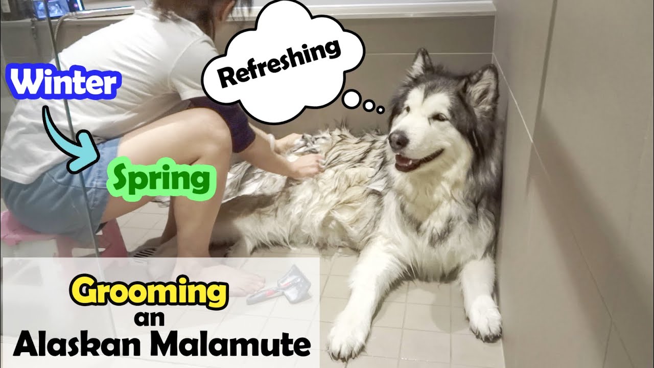Grooming an Alaskan Malamute Winter to Spring Brush Bath Blowdry